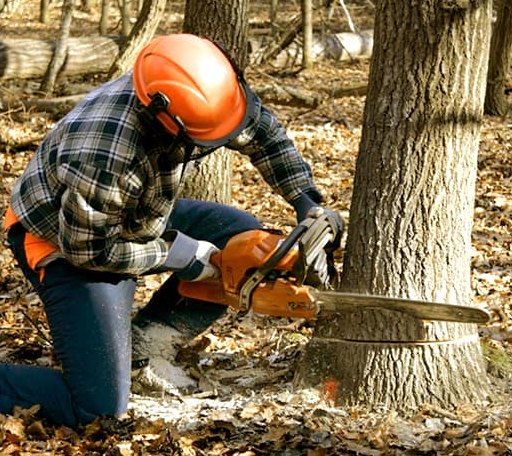 Tree Removal in Valentines, VA